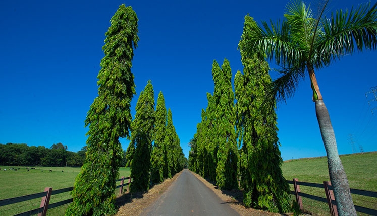 Galeria fotos-da-fazenda