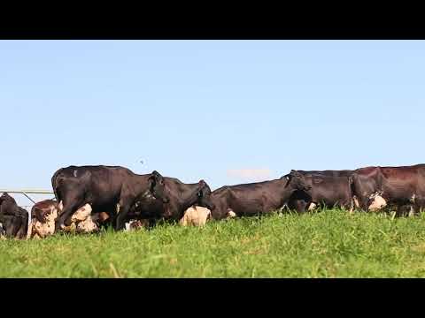 Video fazenda-floresta--genetica-sustentavel